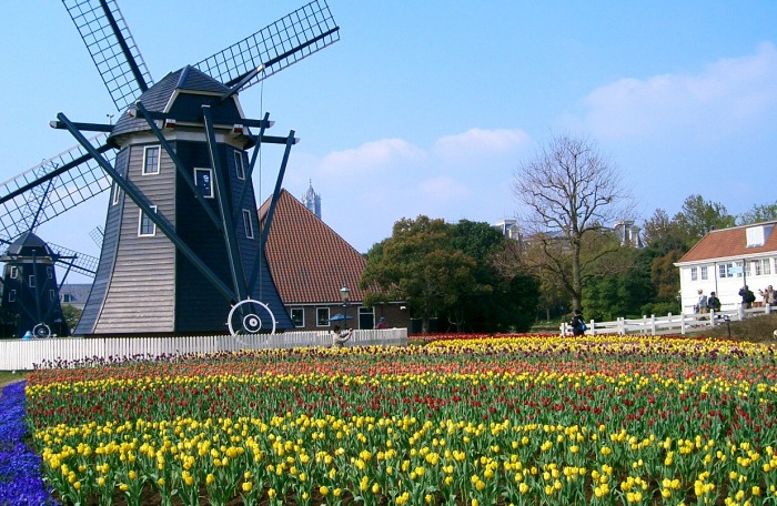 tulips2009